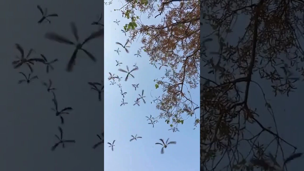 Nature’s Helicopter Seeds: How Trees Master the Art of Flight