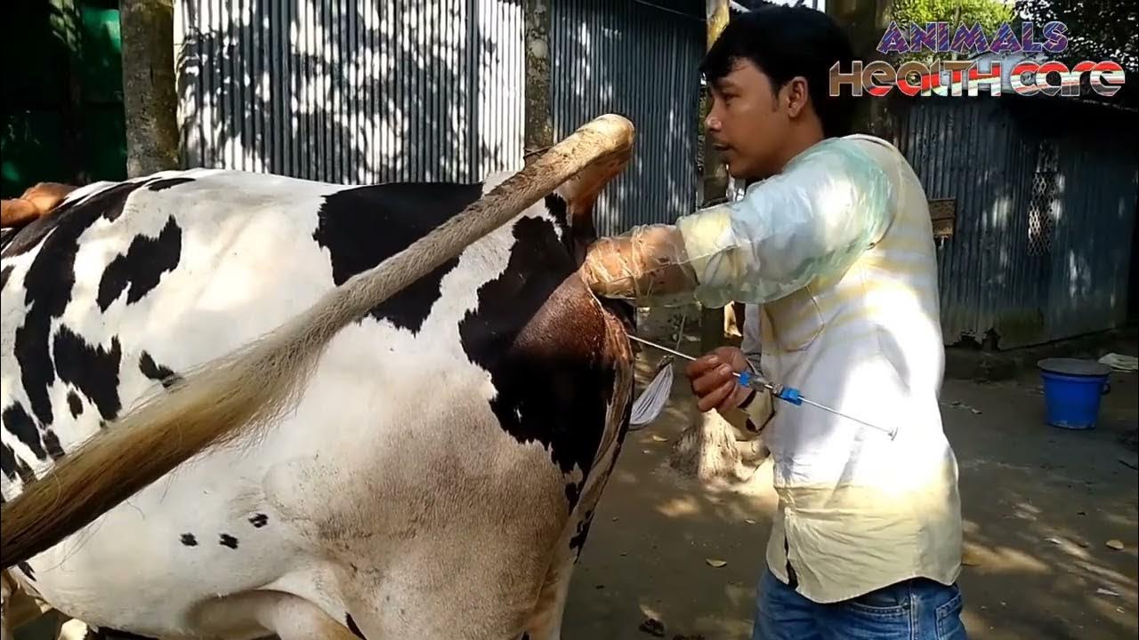 How To Cow Artificial Insemination 2023 Cow Artificial Insemination