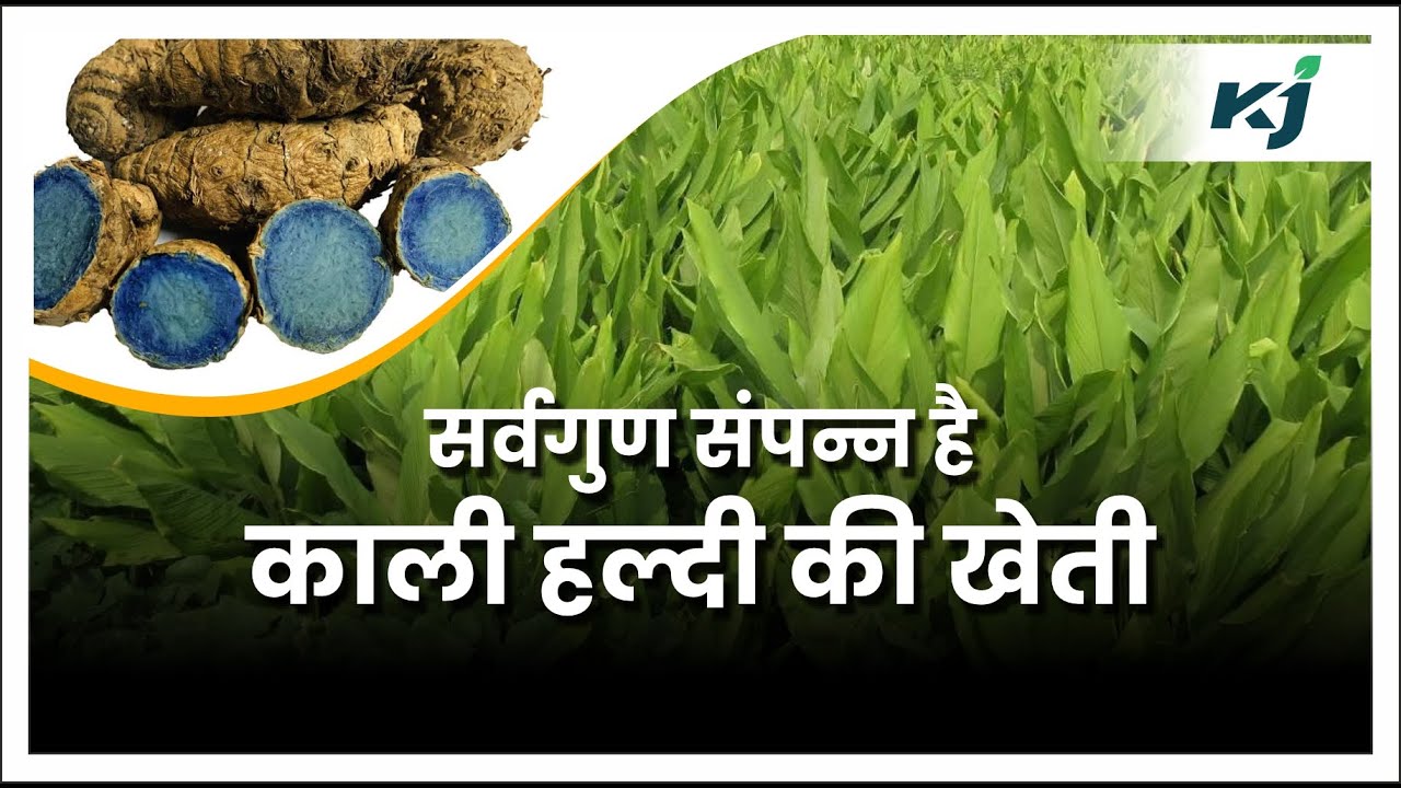 BLACK TURMERIC FARMING in India काली हल्दी की खेती कर कमाएं लाभ YouTube