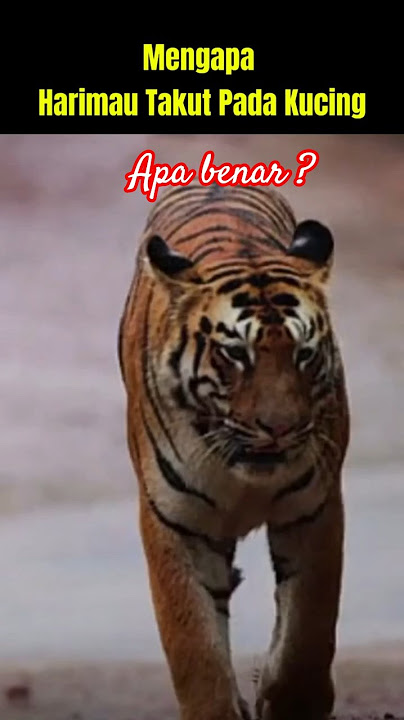 Harimau Takut Kucing !!!