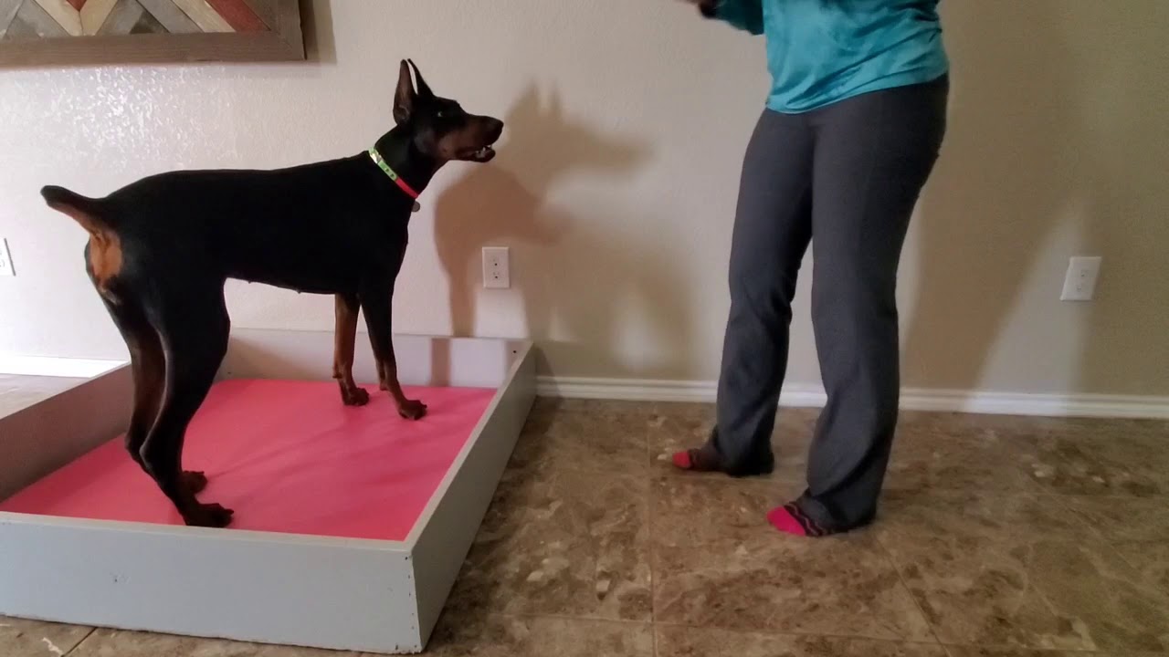 Rogue AKC Trick Dog Novice YouTube rogue-akc-trick-dog-novice-youtube