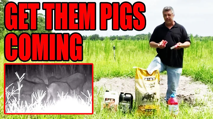 Get Them Pigs Coming - Best Pig Bait