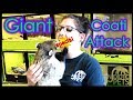 NNJ Exotics Episode 8: Giant Coatis and Secret Codes