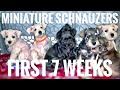 MINIATURE SCHNAUZER PUPPIES / FIRST 7 WEEKS の動画、YouTube動画。