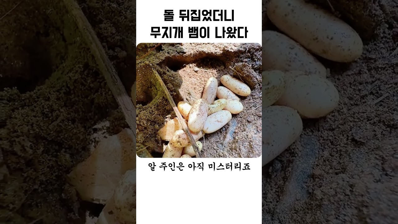 돌 뒤집었더니 무지개 뱀이 나왔다