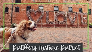 Dog strolling through the beautiful cobblestoned Distillery Historic District, Toronto, Ontario by Tantissimo the Cavie 161 views 2 years ago 5 minutes, 18 seconds