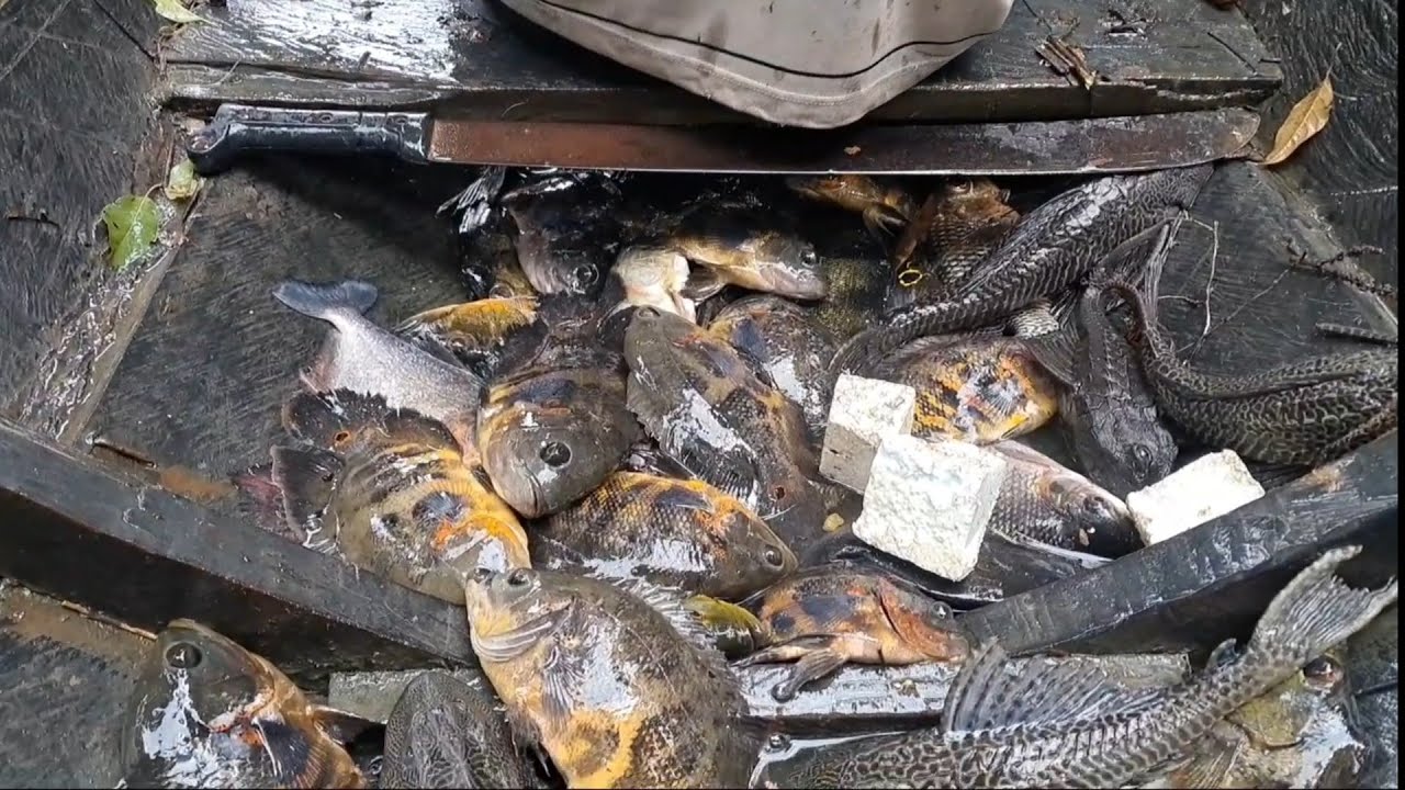 PESCARIA DE CARAASUL NA SELVA AMAZONICA NA COSTA DO PARATARI 