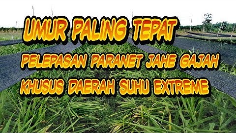 Umur Paling Tepat Buka Paranet Jahe Gajah Khusus Daerah Panas Extrime ||update umur jahe 5 bulan