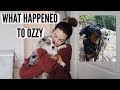 What Happened To Our Dog + Weekly Vlog | MEL WEEKLY #80