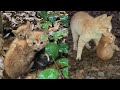 雨に濡れた野良猫の子猫たちのお話