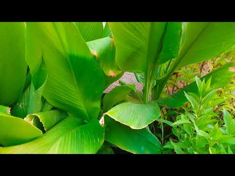 Video: White Hydrangea Ntau Yam - Lub Tswv Yim Kom Loj Hlob Dawb Hydrangeas