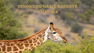 STAYCATION Golden Impalas Bush Resort DINOKENG GAME RESERVE Vlog3/4
