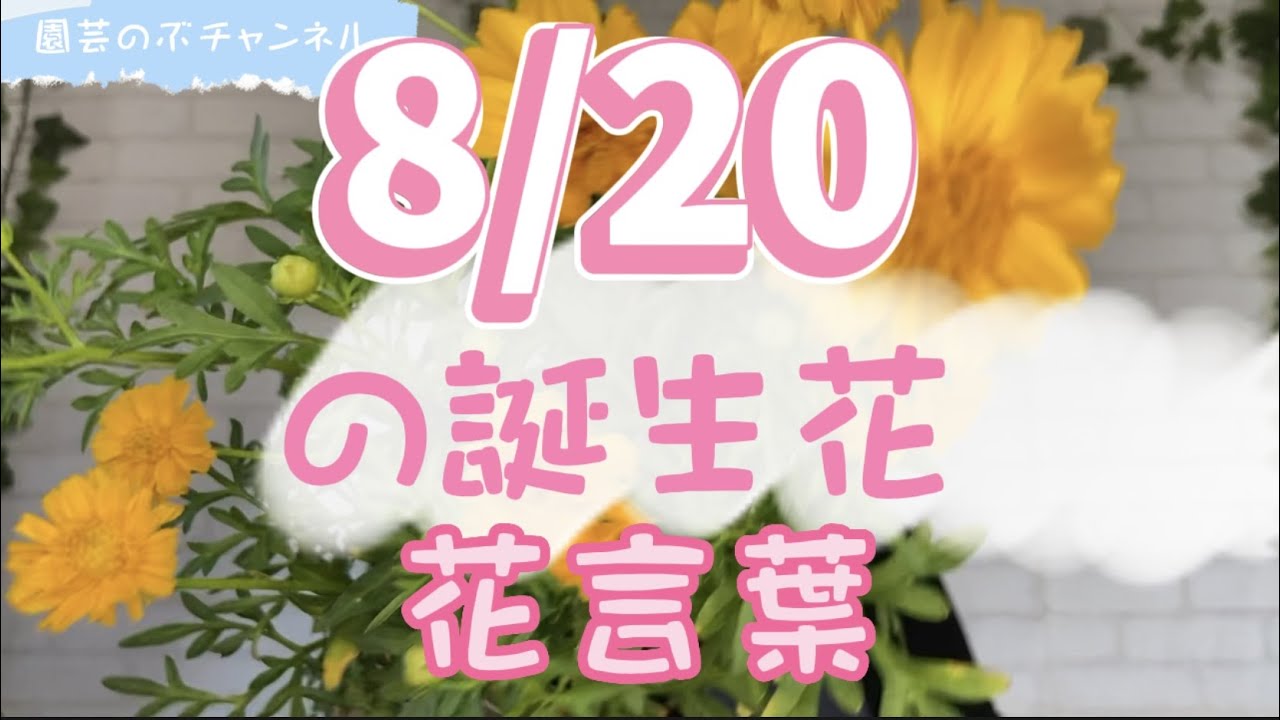 8 の誕生花と花言葉 園芸のぶチャンネル ８月 ２０日 ガーデニング 雑学 トリビア キバナコスモス Youtube