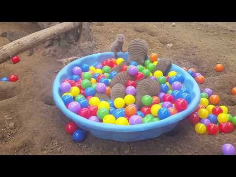 Ball Pit + Mongooses = Awesome