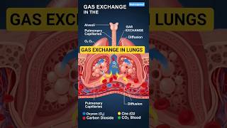 Gas Exchange in Lungs | Oxygen &amp; CO₂ Exchange#shortvideo