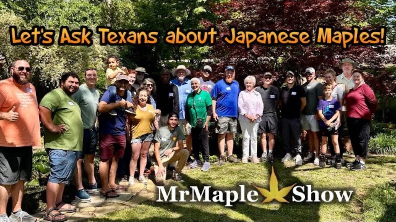 Tips for Growing Japanese Maples in Texas with Real Texans!
