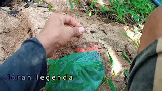 Mancing ikan gurame pakai umpan udang +Essen jitu