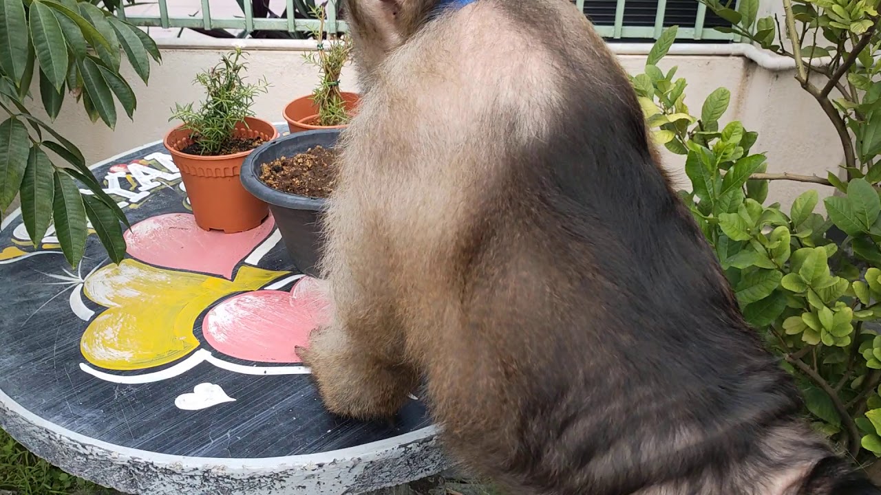 Jk open gate to yock har house