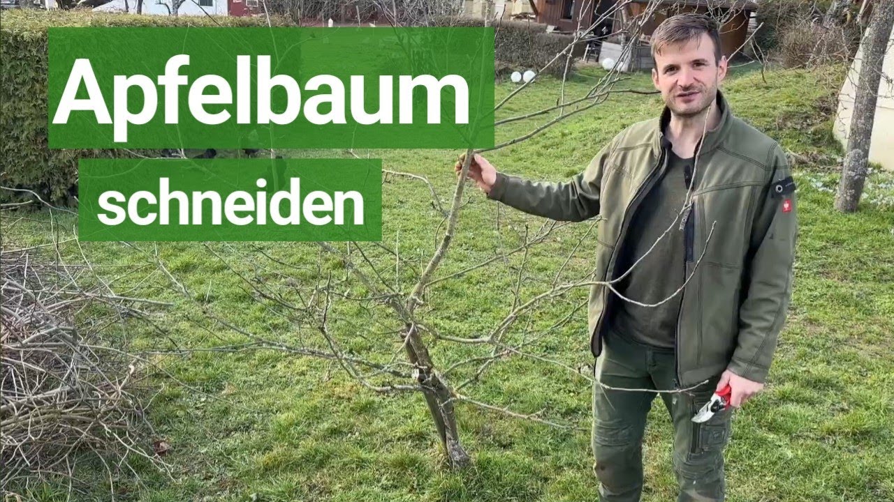 Apfelbaum schneiden - Spindel Schnitt Anleitung ✂️