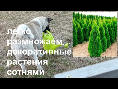 Весеннее черенкование декоративных хвойных растений