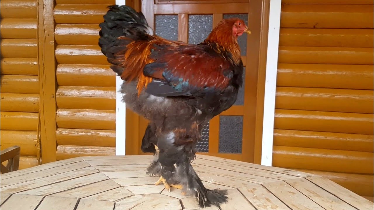 Giant Brahma Rooster Young Chicken 5 Months Old Video 4K YouTube
