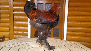 Giant Brahma Rooster Young Chicken | 5 Months Old - Video 4K