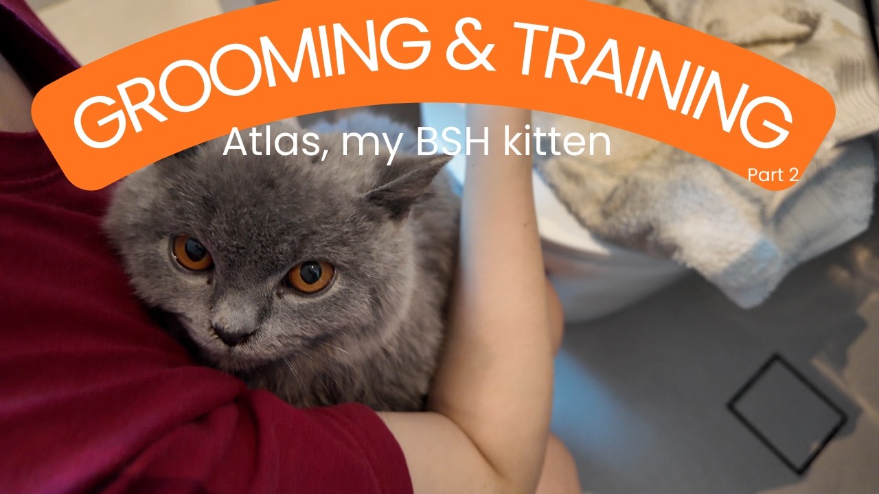[4K][24] How I Groom & Train my BSH kitten part 2 🐈❤️😍❤️🐈