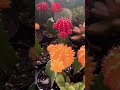 Que bonito es lo bonito