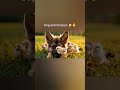 Pure hearts need no language 🤍 #reels #animalshorts #animalcomedy #viralreels #cutepuppy #animalasmr