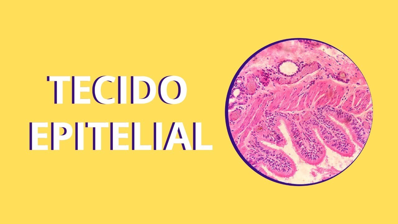Série Histologia: tecido epitelial