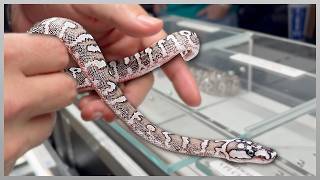 This Ball Python BLEW US AWAY At Tinley Park!