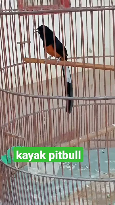 suara pitbull
