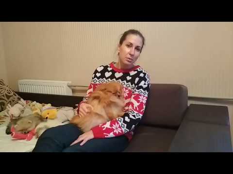 Лечение простуды у собак в домашних условиях