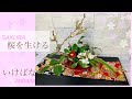 桜『ソメイヨシノ』をお部屋で楽しむ【桜の生け花】簡単いけばな春の花