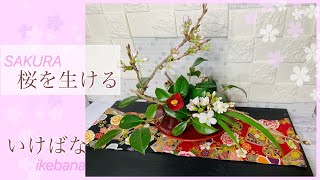 桜『ソメイヨシノ』をお部屋で楽しむ【桜の生け花】簡単いけばな春の花