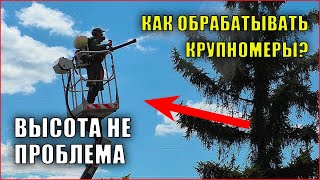 Как обработать крупное растение? Обработка, опрыскивание крупномерных елей.