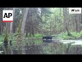 Kamera u šumi u Evropi snimila prizor koji je zbunio i naučnike (VIDEO)