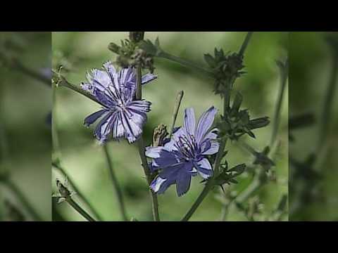 Nearing Summer's end | Back Down The Pennsylvania Road