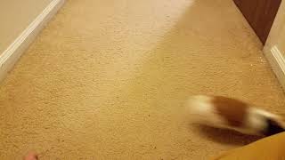 Guinea Pig Playing Chase and Running in Circles