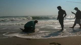 Blacktip Shark caught off Sebastian Inlet (South Jetty) in Florida