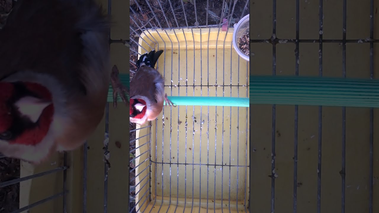 Chardonneret 1999 el taref khalwi