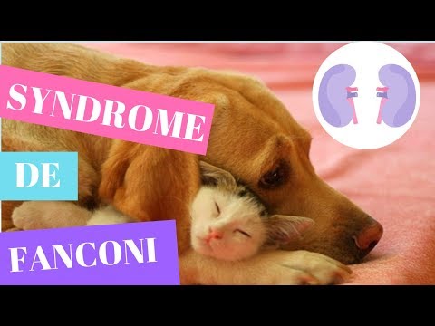 Vidéo: Qu'est-ce que l'hypophosphatémie chez le chien ?