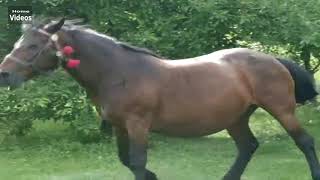 Home Videos - Horse Fart Nr.16