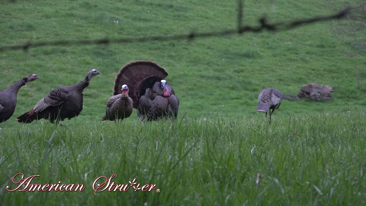 American Strutter Kentucky Turkey Hunt YouTube