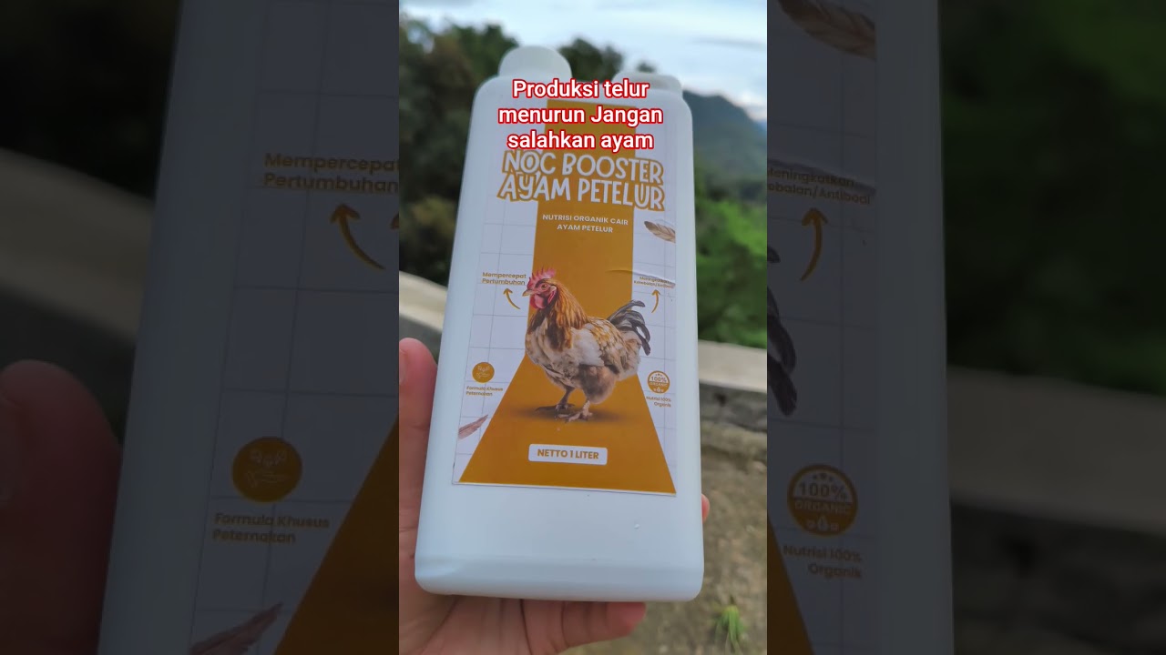 Produksi telur menurun jangan salahkan ayam #ayampetelur #ternakayam #ternakayampetelur