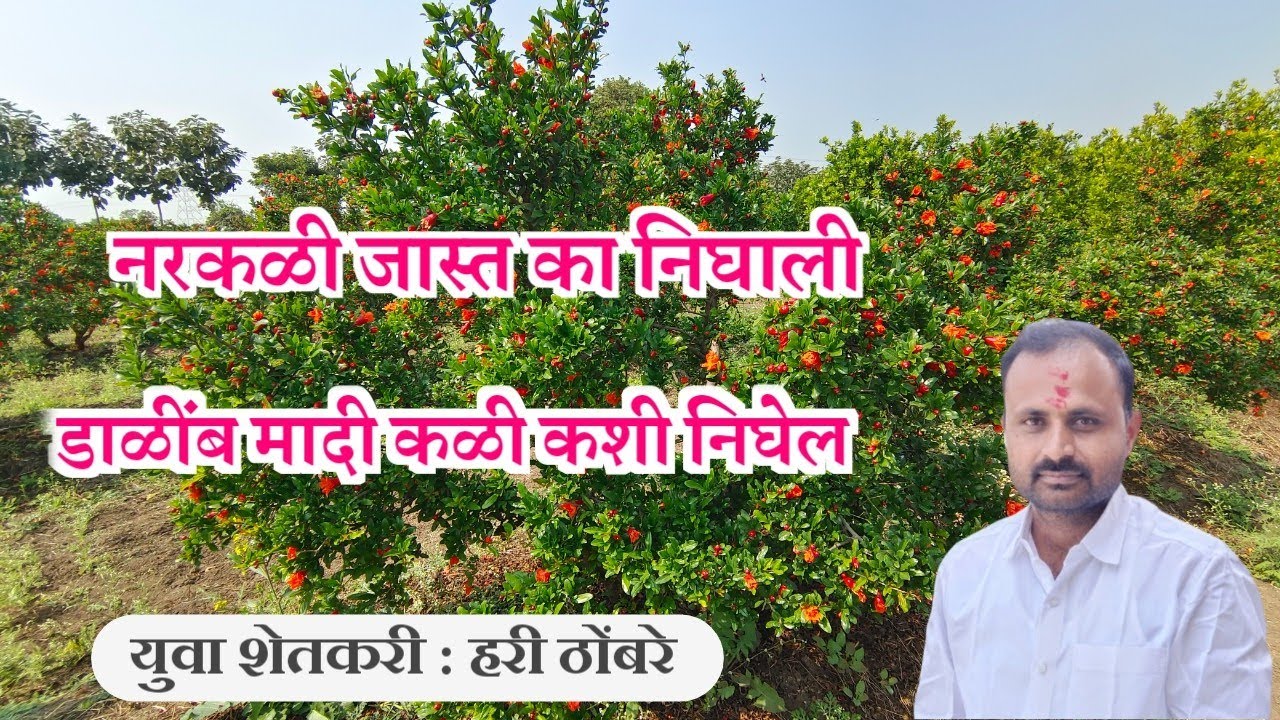 डाळींब बागेत नरकळी जास्त का निघाली ! मादी कळी कशी निघेल !
