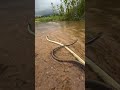 Bronze Back Tree Snake Rescue #highlightseveryone #animalrescue #wildliferescue #snake #cobra #short