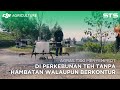 SMOOTH &amp; POWERFUL! AGRAS T100 Handles Tea Plantation Spraying with Ease | DJI AGRAS T100