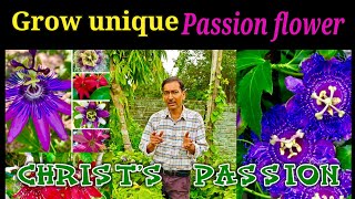 The best flower vine in the world. Passion flower : Christs Passion