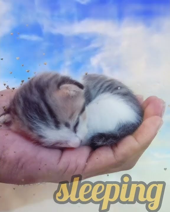 Meong 😸 lagi tidur nyenyak #catlover #kucingimut #sleep